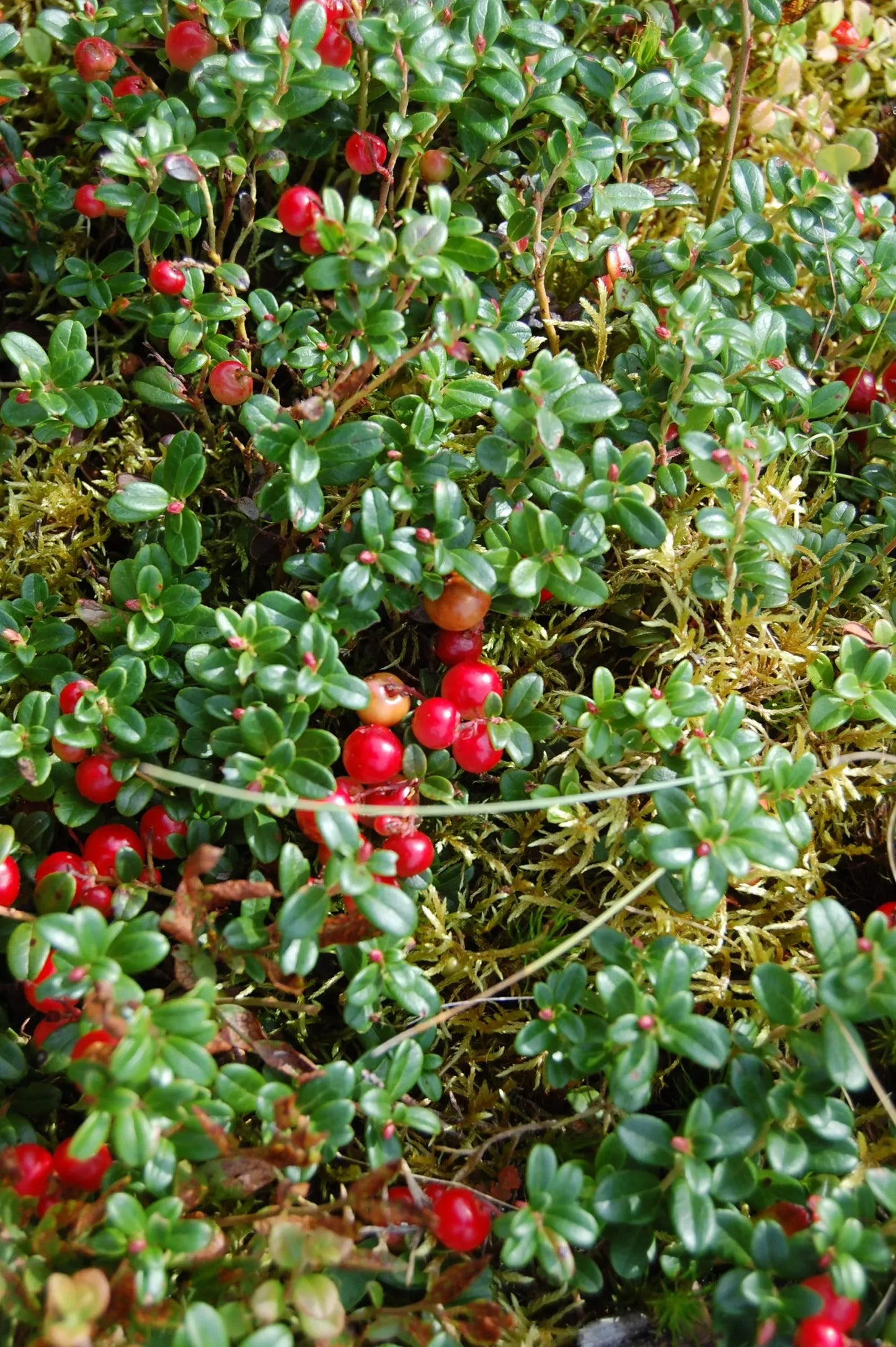 Cranberry, Vaccinium Macrocarpon, Mini Evergreen - View 24 from www redcrocus com