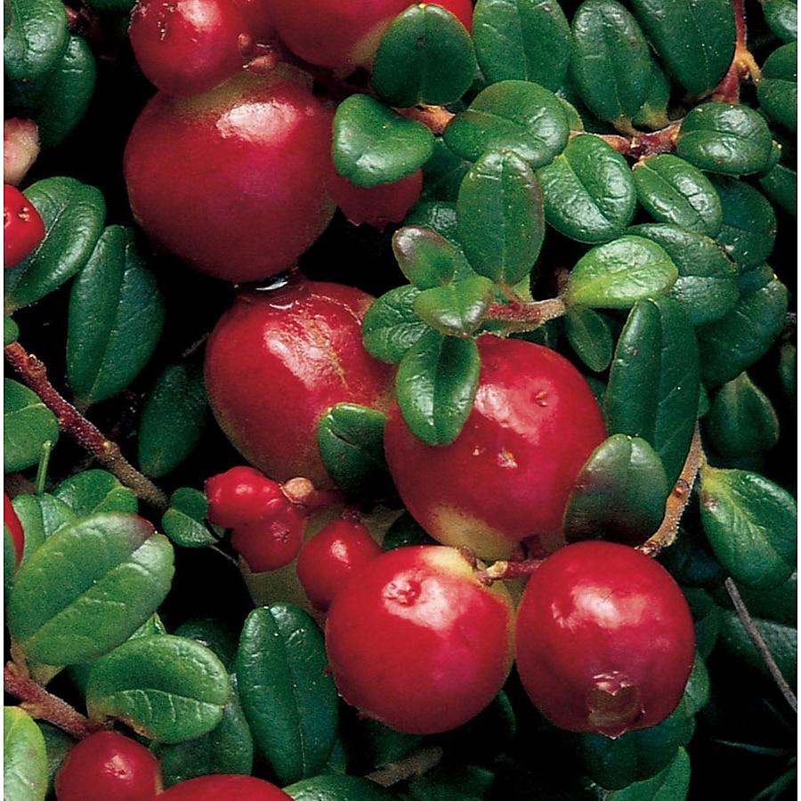 Cranberry, Vaccinium Macrocarpon, Mini Evergreen - View 3 from www redcrocus com