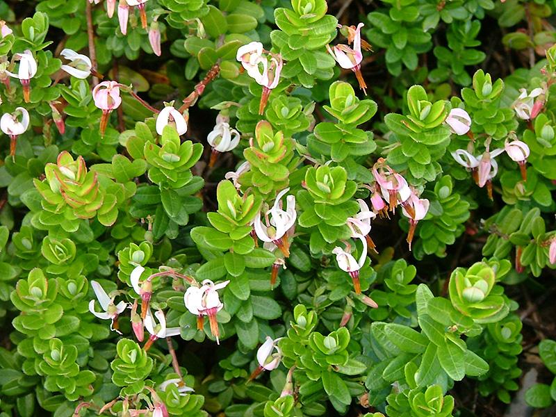 Cranberry, Vaccinium Macrocarpon, Mini Evergreen - View 4 from www redcrocus com