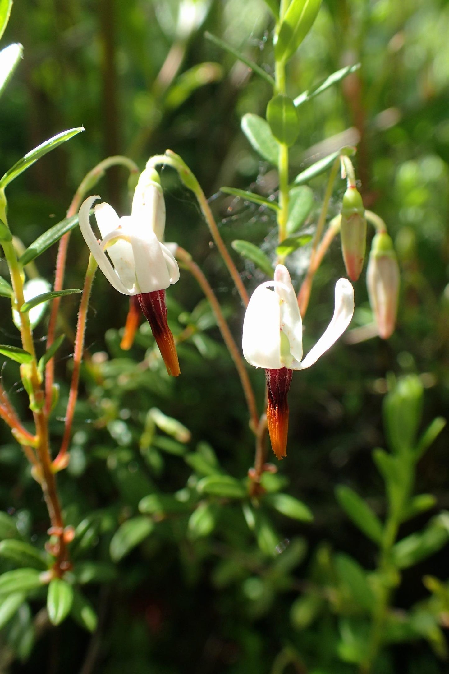 Cranberry, Vaccinium Macrocarpon, Mini Evergreen - View 5 from www redcrocus com