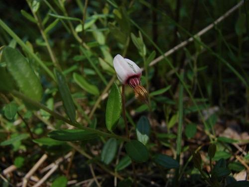 Cranberry, Vaccinium Macrocarpon, Mini Evergreen - View 6 from www redcrocus com
