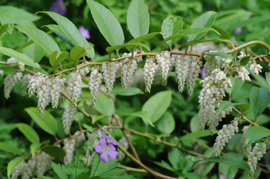 Leucothoe Catesbaei 'compacta', Mini Evergreen - View 8 from www redcrocus com
