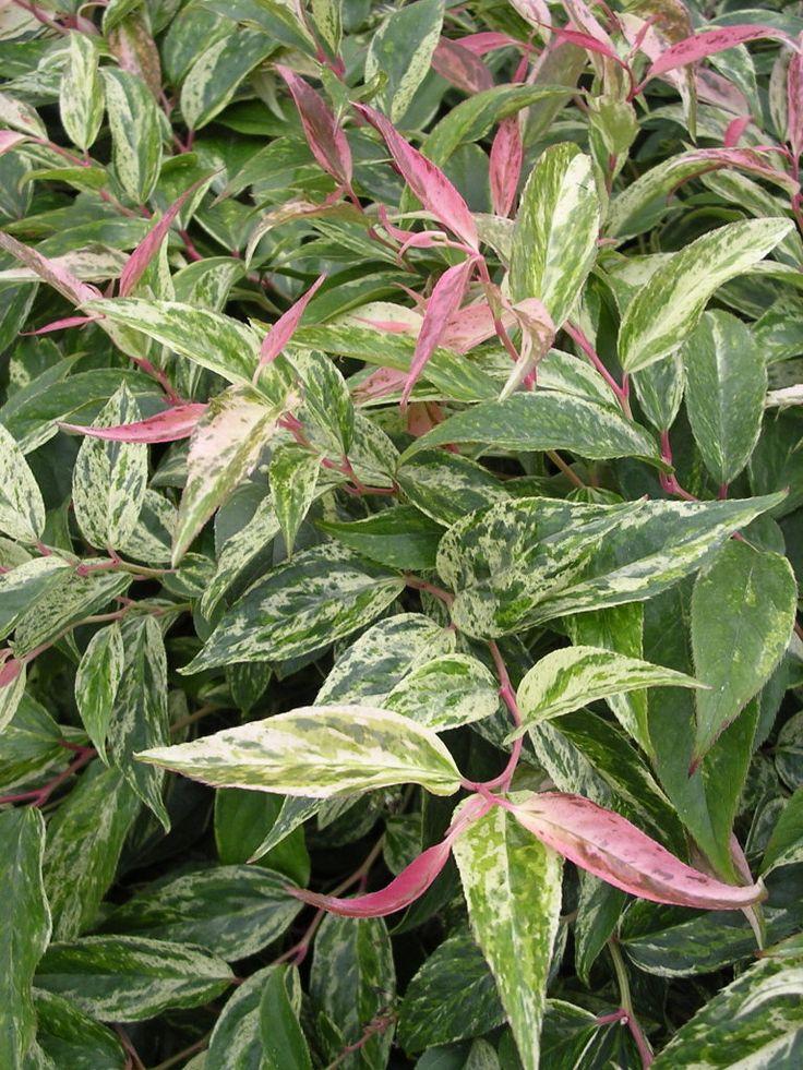 Leucothoe Catesbaei 'compacta', Mini Evergreen - View 9 from www redcrocus com