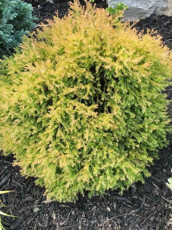 Thuja Occidentalis 'rheingold', Mini Evergreen - View 11 from www redcrocus com