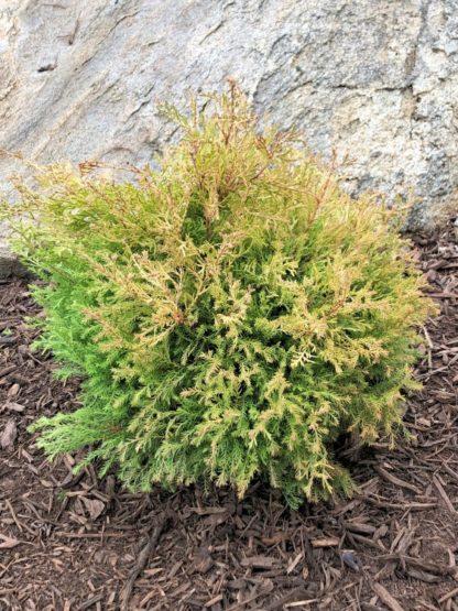 Thuja Occidentalis 'rheingold', Mini Evergreen - View 12 from www redcrocus com