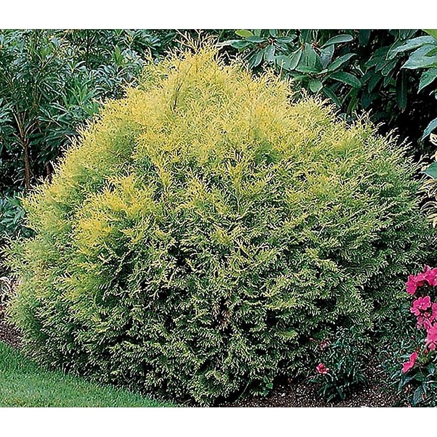 Thuja Occidentalis 'rheingold', Mini Evergreen - View 13 from www redcrocus com