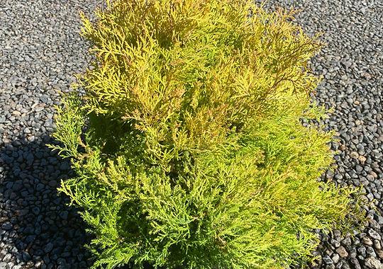 Thuja Occidentalis 'rheingold', Mini Evergreen - View 16 from www redcrocus com
