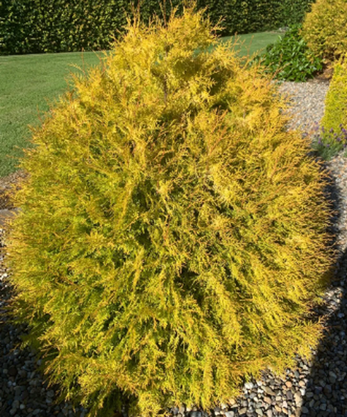 Thuja Occidentalis 'rheingold', Mini Evergreen - View 18 from www redcrocus com