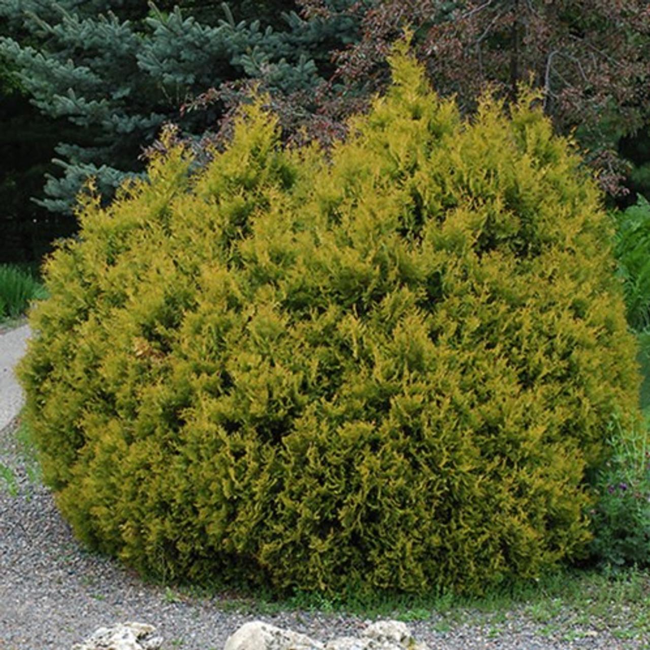 Thuja Occidentalis 'rheingold', Mini Evergreen - View 21 from www redcrocus com