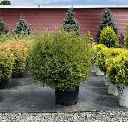 Thuja Occidentalis 'rheingold', Mini Evergreen - View 22 from www redcrocus com