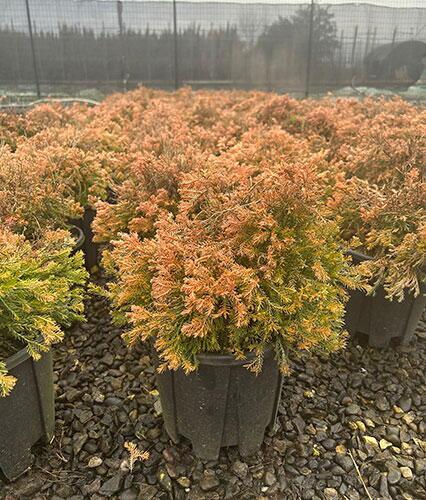 Thuja Occidentalis 'rheingold', Mini Evergreen - View 23 from www redcrocus com