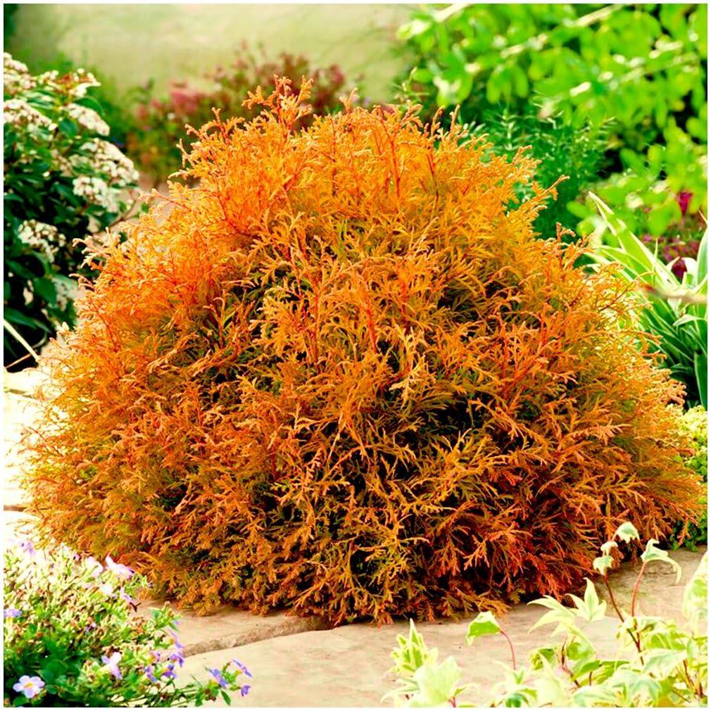 Thuja Occidentalis 'rheingold', Mini Evergreen - View 26 from www redcrocus com