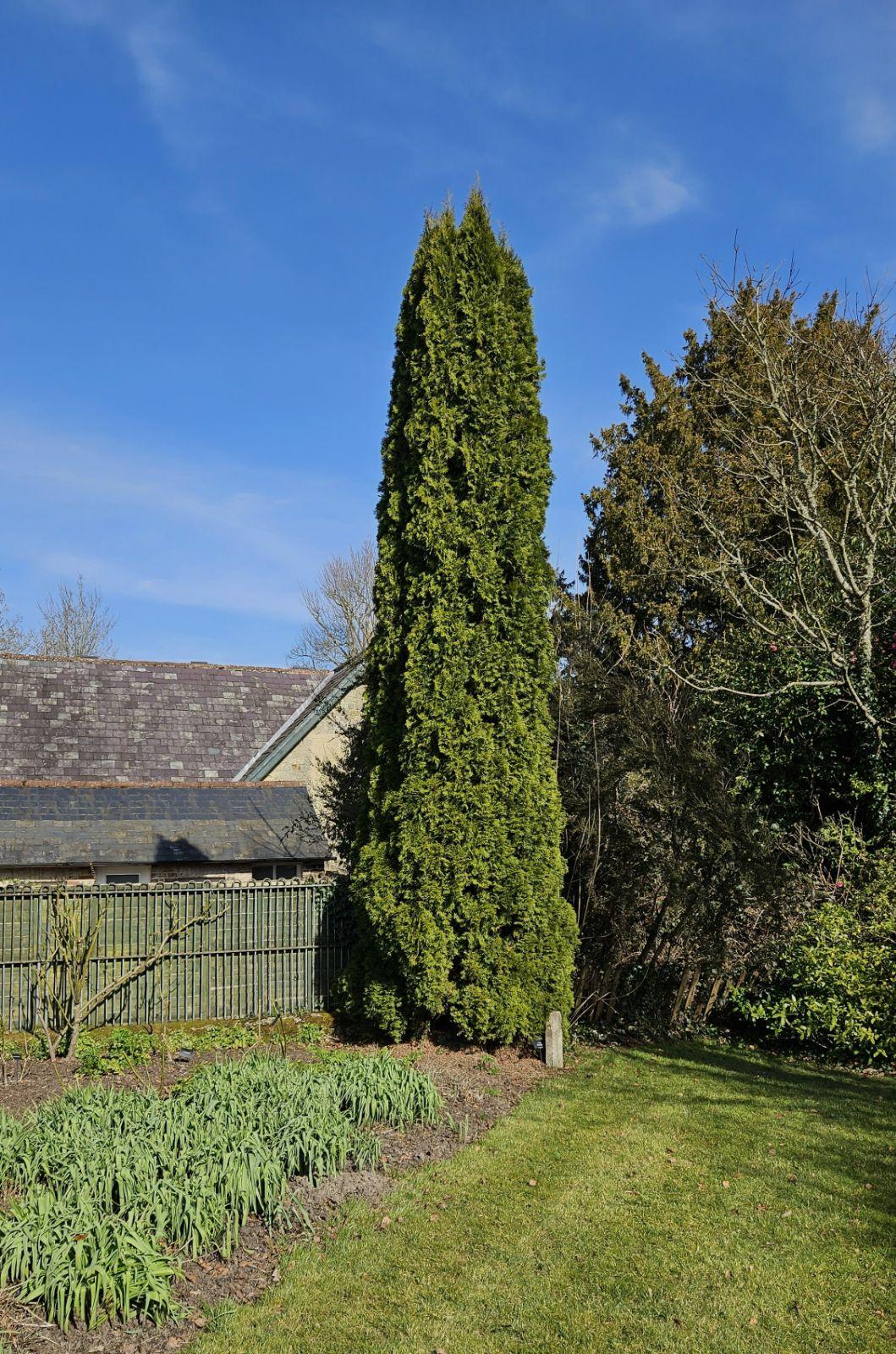 Thuja Occidentalis 'rheingold', Mini Evergreen - View 27 from www redcrocus com