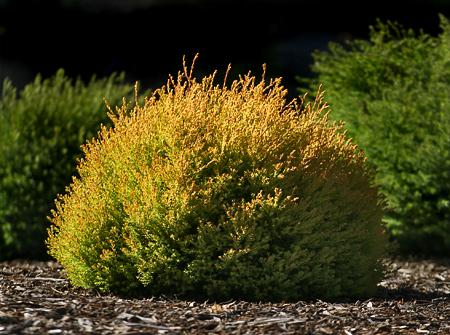Thuja Occidentalis 'rheingold', Mini Evergreen - View 29 from www redcrocus com
