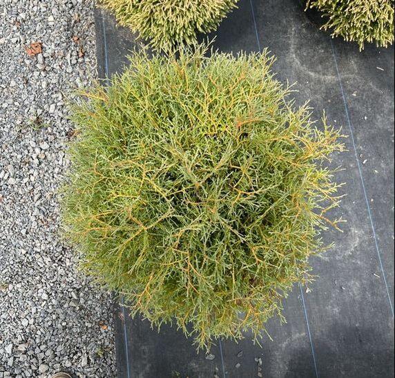 Thuja Occidentalis 'rheingold', Mini Evergreen - View 32 from www redcrocus com