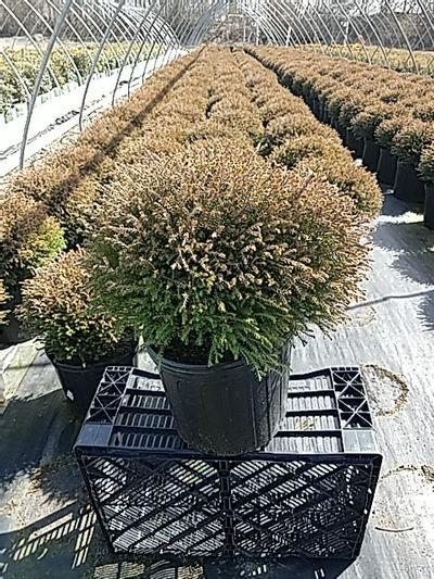 Thuja Occidentalis 'rheingold', Mini Evergreen - View 34 from www redcrocus com