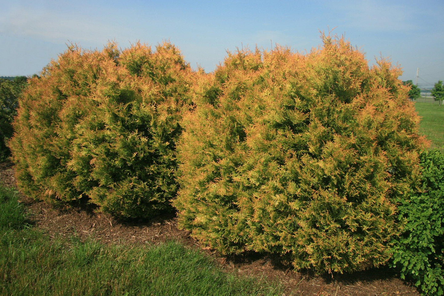 Thuja Occidentalis 'rheingold', Mini Evergreen - View 35 from www redcrocus com