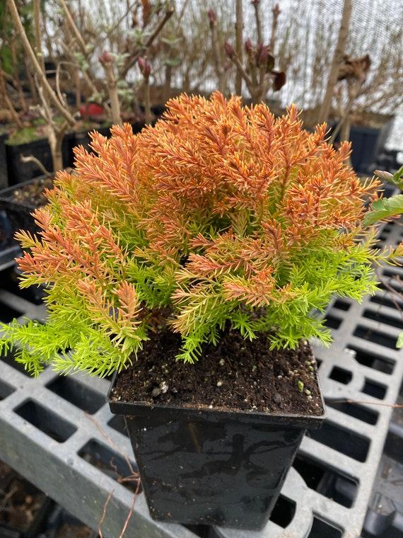 Thuja Occidentalis 'rheingold', Mini Evergreen - View 3 from www redcrocus com