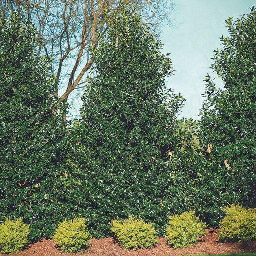 Ilex X Nellie R Stevens - View 15 from www redcrocus com