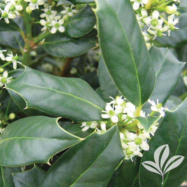 Ilex X Nellie R Stevens - View 5 from www redcrocus com