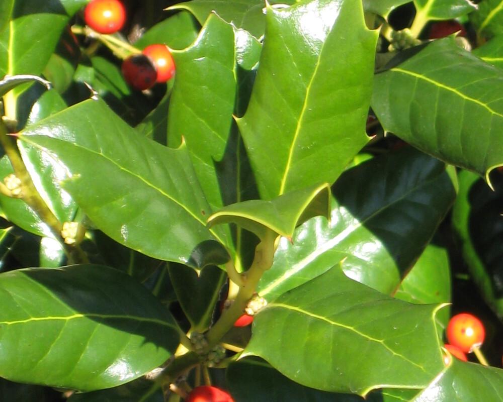 Ilex X Nellie R Stevens - View 7 from www redcrocus com
