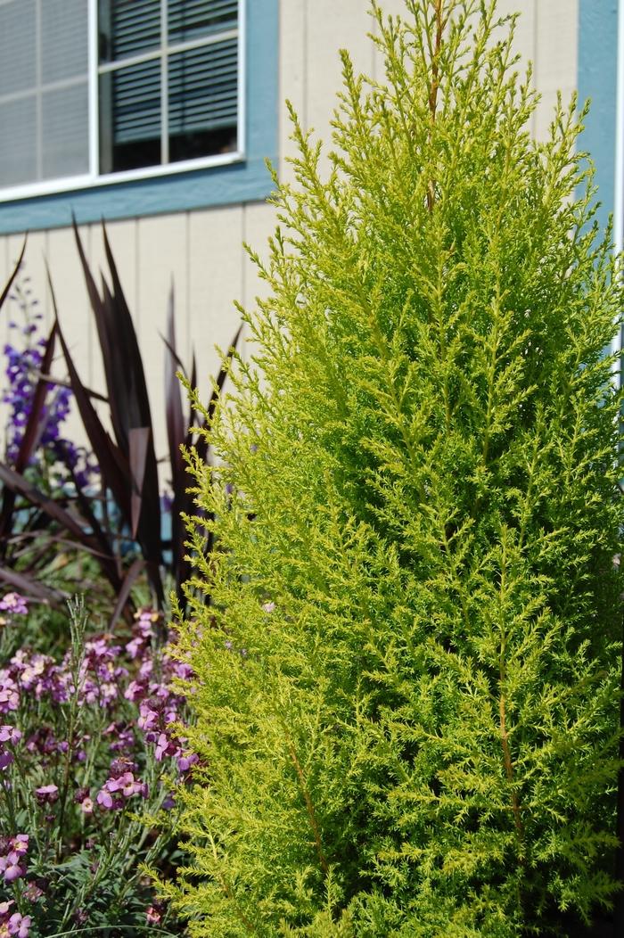 Cupressus Macrocarpa Wilma Goldcrest - View 1 from www redcrocus com