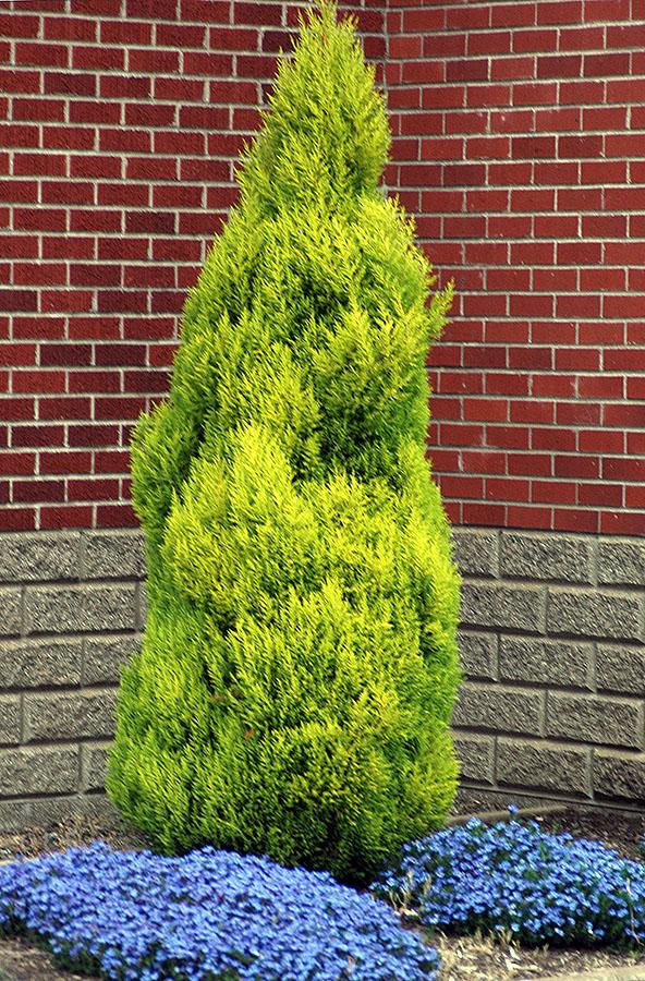 Cupressus Macrocarpa Wilma Goldcrest - View 4 from www redcrocus com