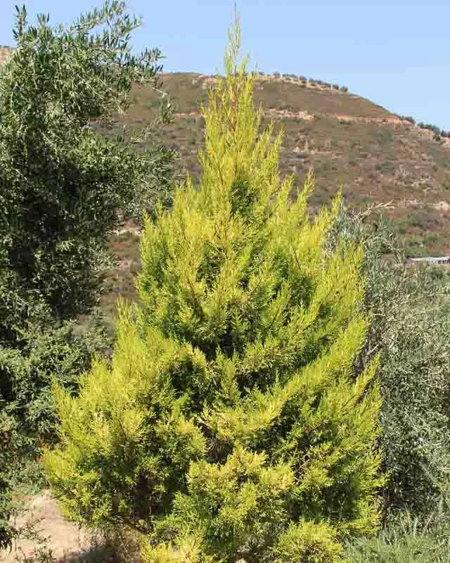 Cupressus Macrocarpa 'wilma Goldcrest' - View 13 from www redcrocus com