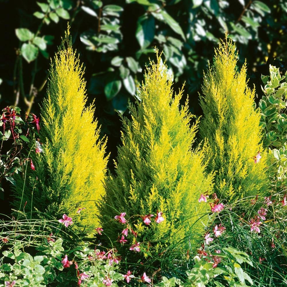 Cupressus Macrocarpa 'wilma Goldcrest' - View 16 from www redcrocus com