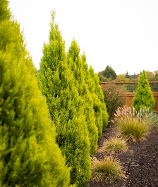 Cupressus Macrocarpa 'wilma Goldcrest' - View 19 from www redcrocus com