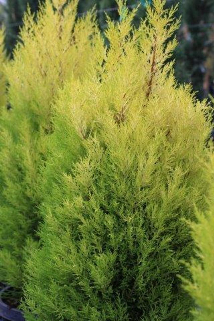 Cupressus Macrocarpa 'wilma Goldcrest' - View 23 from www redcrocus com