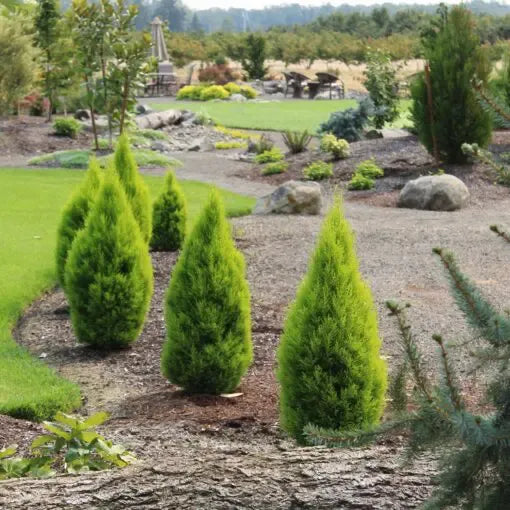 Cupressus Macrocarpa 'wilma Goldcrest' - View 27 from www redcrocus com