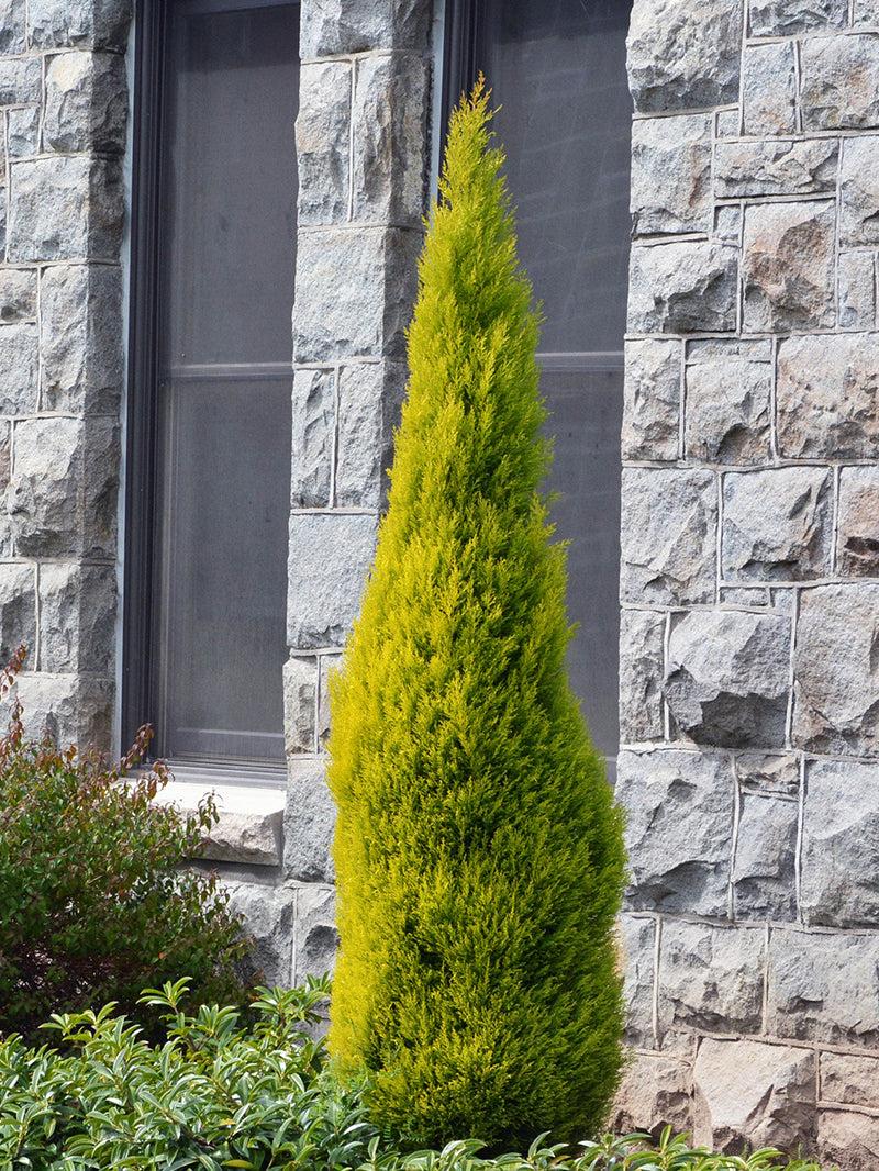 Cupressus Macrocarpa 'wilma Goldcrest' - View 29 from www redcrocus com
