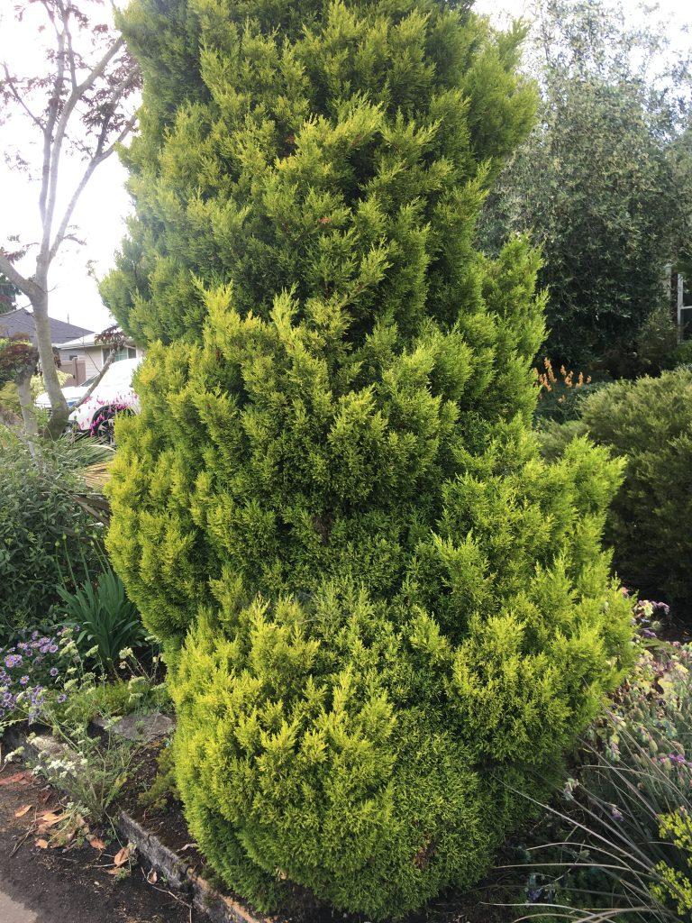 Cupressus Macrocarpa 'wilma Goldcrest' - View 4 from www redcrocus com