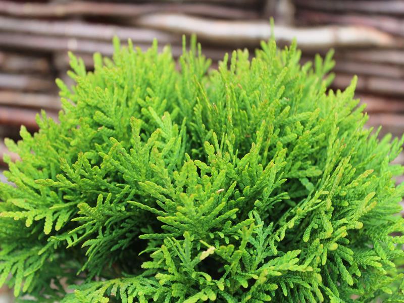 Thuja Occidentalis Danica - View 11 from www redcrocus com