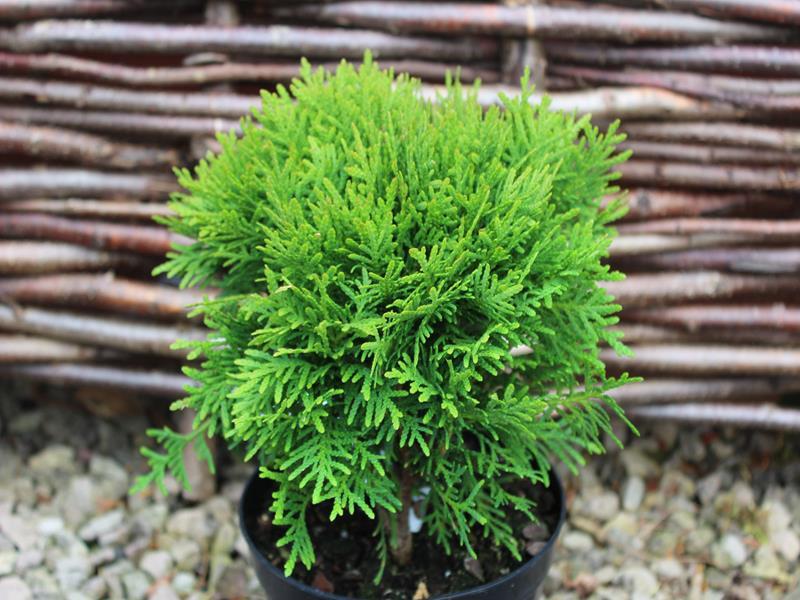 Thuja Occidentalis Danica - View 12 from www redcrocus com