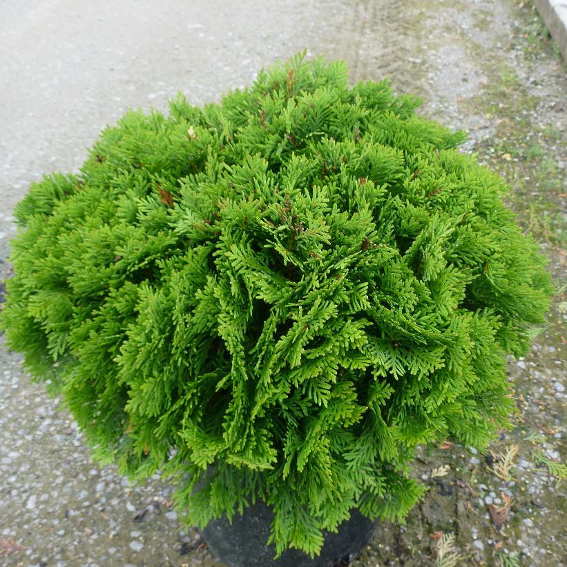 Thuja Occidentalis Danica - View 13 from www redcrocus com