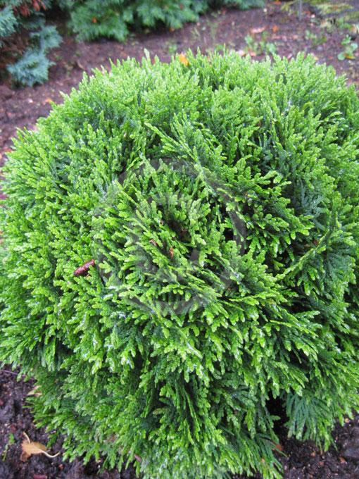Thuja Occidentalis Danica - View 14 from www redcrocus com