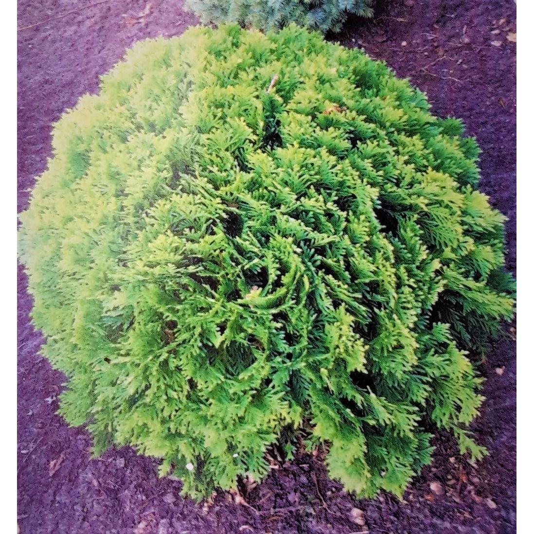 Thuja Occidentalis Danica - View 16 from www redcrocus com