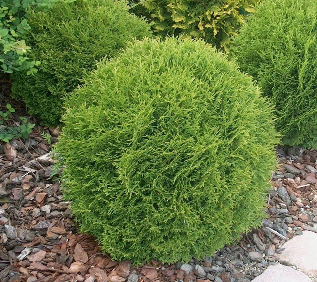 Thuja Occidentalis Danica - View 17 from www redcrocus com