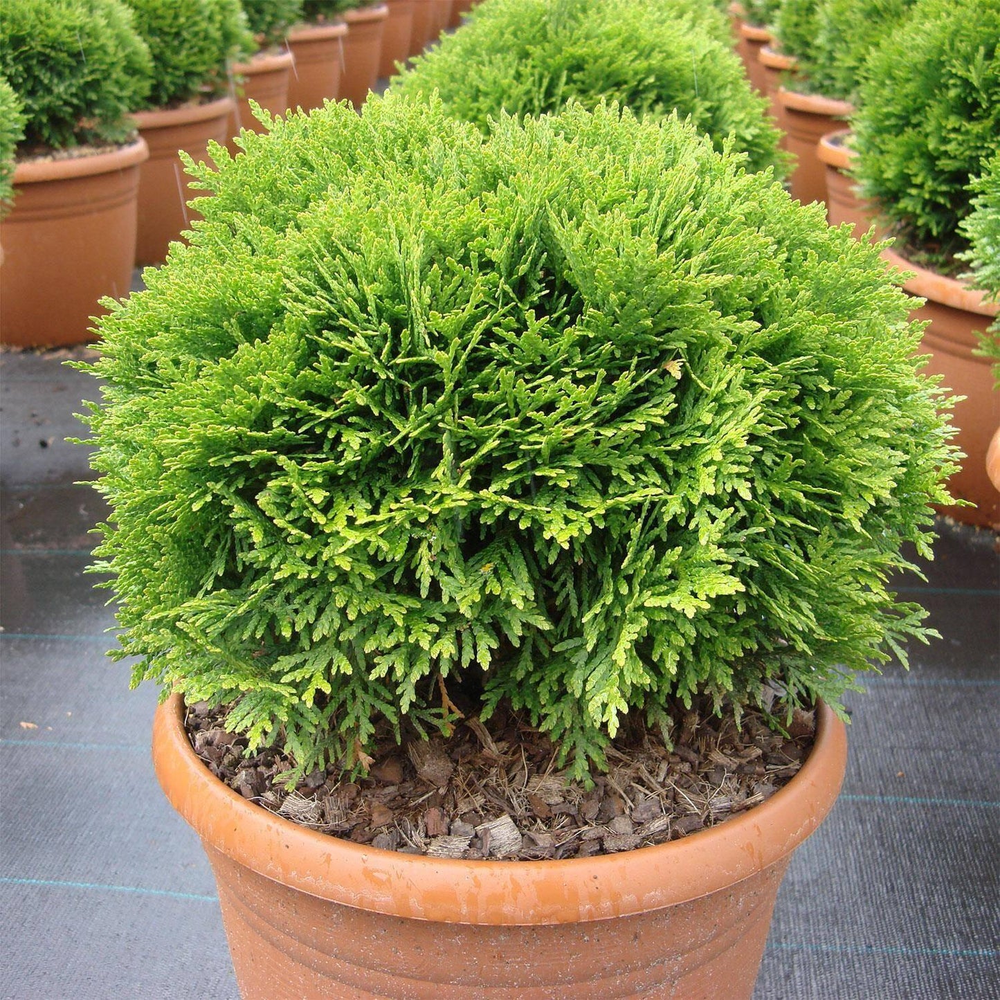 Thuja Occidentalis Danica - View 18 from www redcrocus com