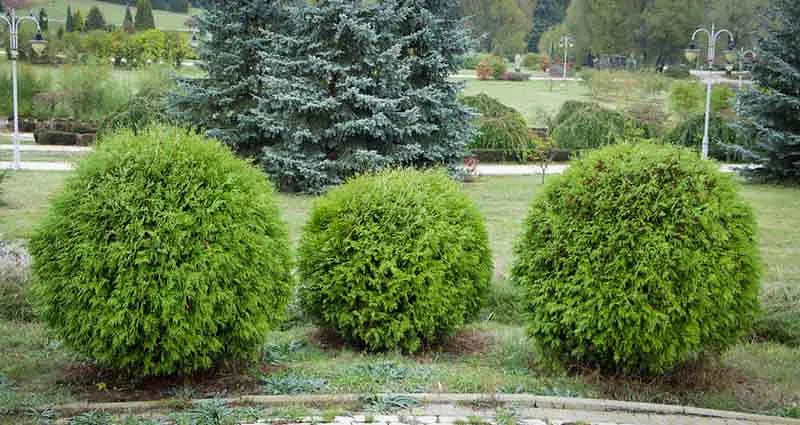 Thuja Occidentalis Danica - View 19 from www redcrocus com