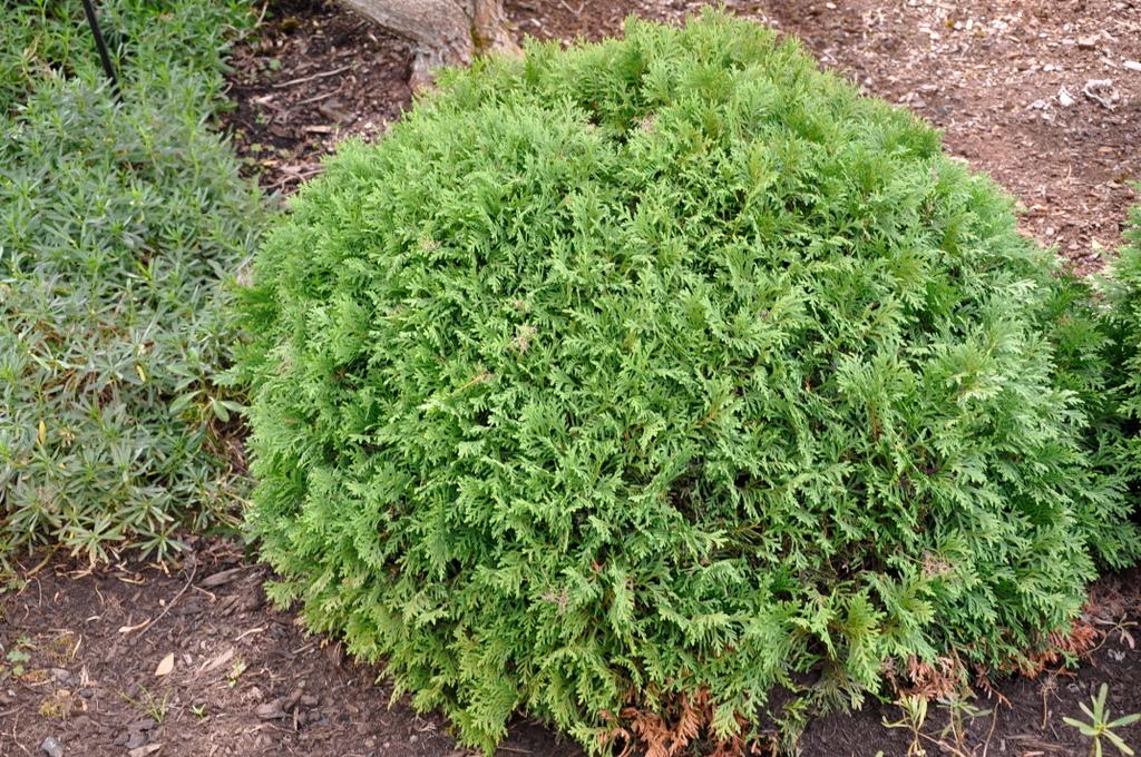 Thuja Occidentalis Danica - View 19 from www redcrocus com