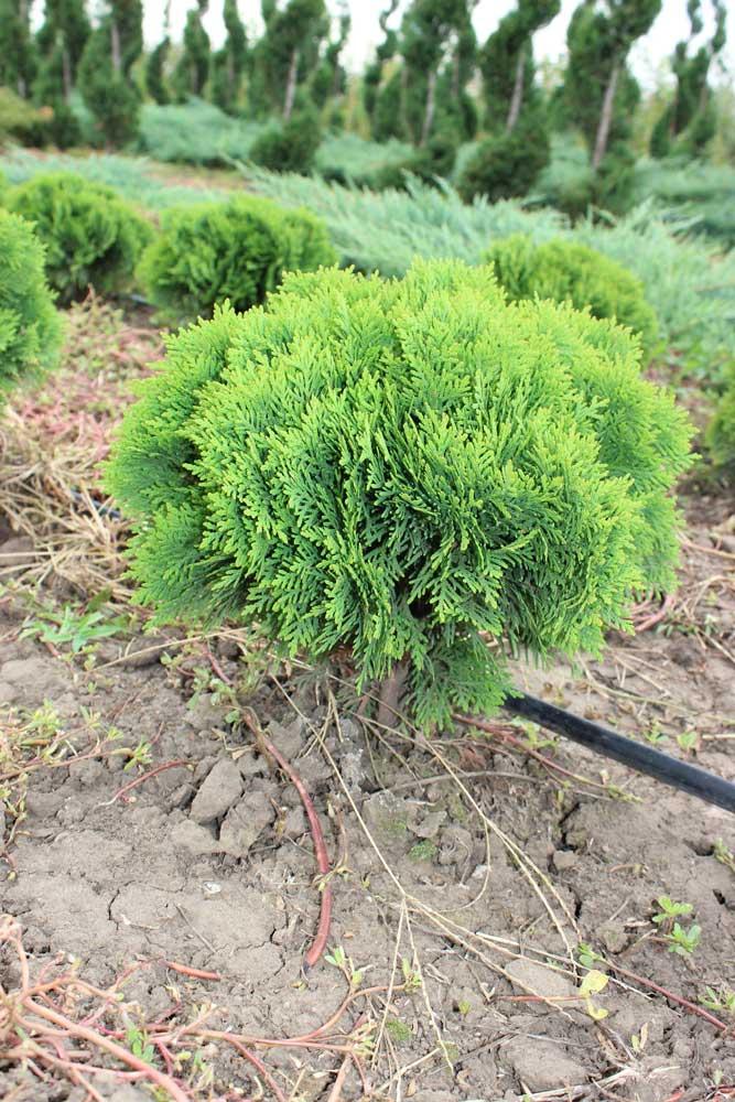 Thuja Occidentalis Danica - View 20 from www redcrocus com