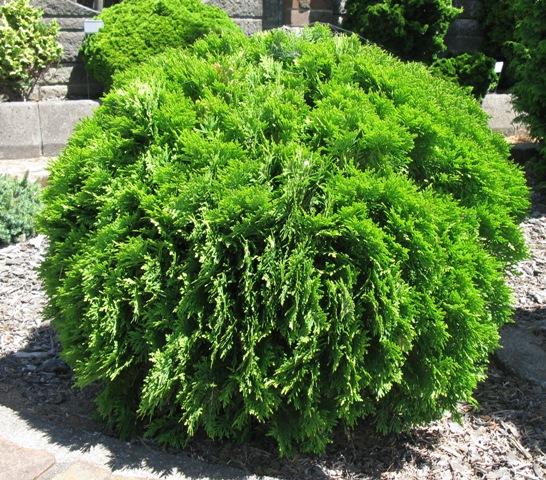 Thuja Occidentalis Danica - View 2 from www redcrocus com
