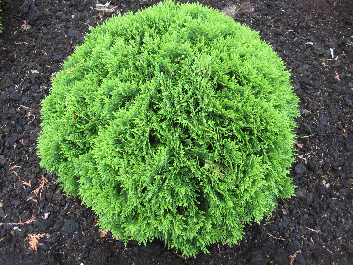 Thuja Occidentalis Danica - View 3 from www redcrocus com