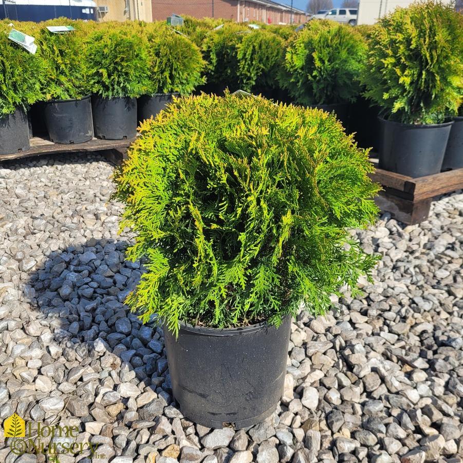Thuja Occidentalis Danica - View 7 from www redcrocus com