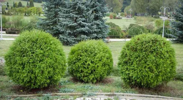 Thuja Occidentalis Danica - View 9 from www redcrocus com