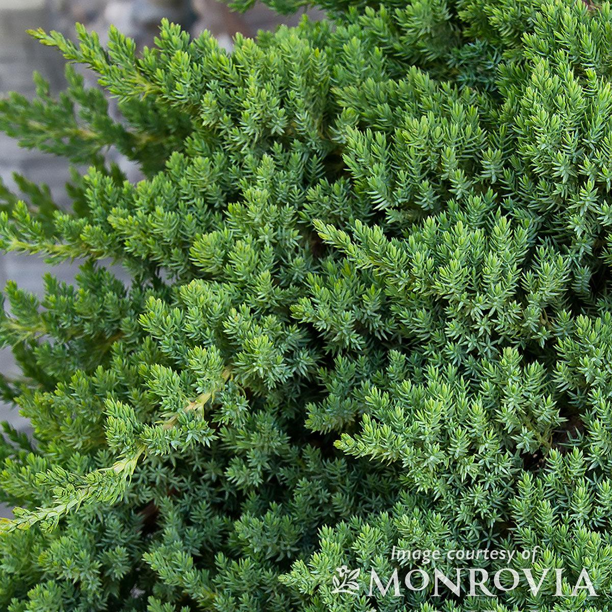 Juniperus Procumbens 'nana' Staked - View 12 from www redcrocus com