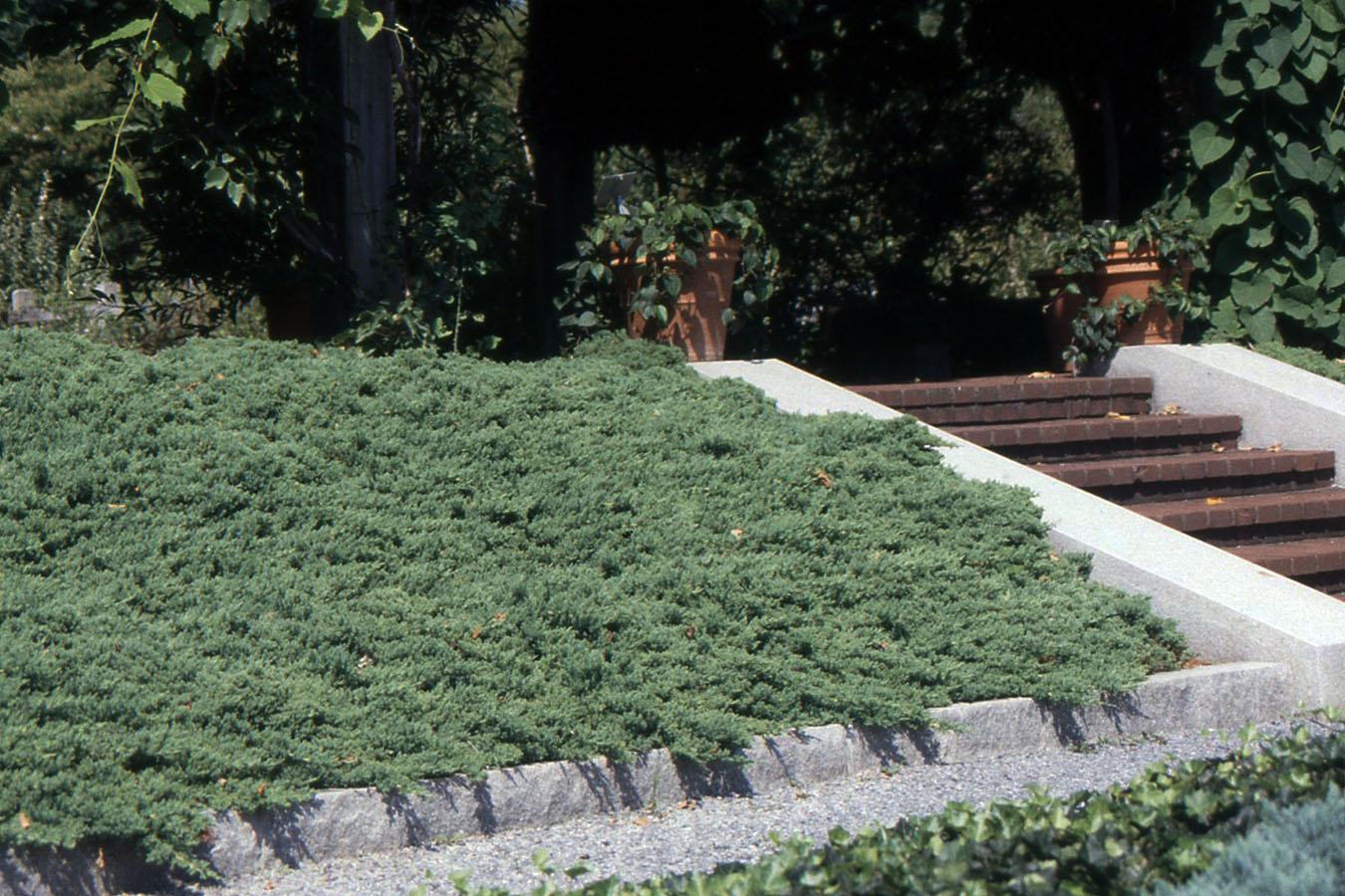 Juniperus Procumbens 'nana' Staked - View 13 from www redcrocus com